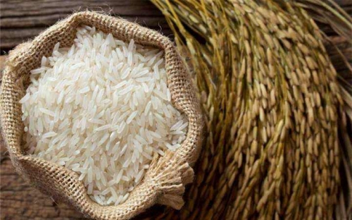 五常大米生长习性及种植
